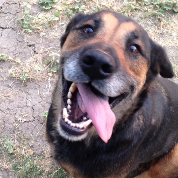 🚨PET ALERT🚨 - Picture 8 of 8